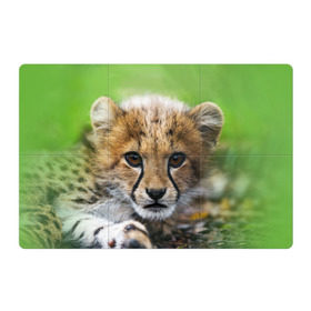 Магнитный плакат 3Х2 с принтом Котёнок гепарда в Тюмени, Полимерный материал с магнитным слоем | 6 деталей размером 9*9 см | гепард | дикая кошка | котёнок | кошка | лев | природа | тигр | хищник | ягуар
