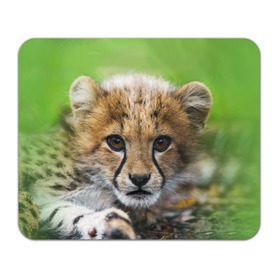 Коврик прямоугольный с принтом Котёнок гепарда в Тюмени, натуральный каучук | размер 230 х 185 мм; запечатка лицевой стороны | гепард | дикая кошка | котёнок | кошка | лев | природа | тигр | хищник | ягуар