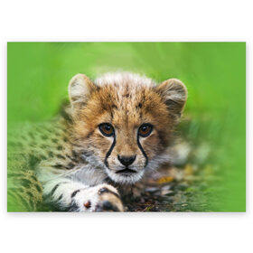 Поздравительная открытка с принтом Котёнок гепарда в Тюмени, 100% бумага | плотность бумаги 280 г/м2, матовая, на обратной стороне линовка и место для марки
 | Тематика изображения на принте: гепард | дикая кошка | котёнок | кошка | лев | природа | тигр | хищник | ягуар