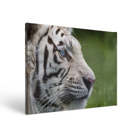 Холст прямоугольный с принтом Белый тигр в Тюмени, 100% ПВХ |  | Тематика изображения на принте: абессинкая | домашние | животные | кот | котенок | кошка | порода | сиамская | тигр | хищник