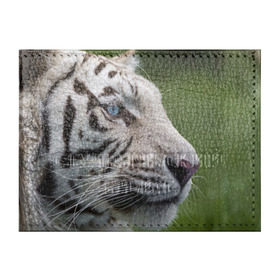Обложка для студенческого билета с принтом Белый тигр в Тюмени, натуральная кожа | Размер: 11*8 см; Печать на всей внешней стороне | абессинкая | домашние | животные | кот | котенок | кошка | порода | сиамская | тигр | хищник