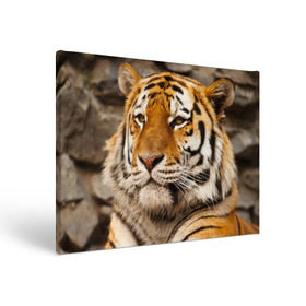 Холст прямоугольный с принтом Тигр в Тюмени, 100% ПВХ |  | Тематика изображения на принте: амурский | животные | киса | кот | котенок | кошка | пума | рысь | серый | тигр | хищник