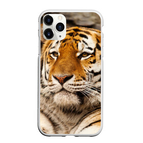 Чехол для iPhone 11 Pro матовый с принтом Тигр в Тюмени, Силикон |  | амурский | животные | киса | кот | котенок | кошка | пума | рысь | серый | тигр | хищник