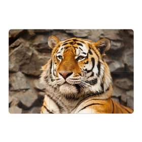 Магнитный плакат 3Х2 с принтом Тигр в Тюмени, Полимерный материал с магнитным слоем | 6 деталей размером 9*9 см | Тематика изображения на принте: амурский | животные | киса | кот | котенок | кошка | пума | рысь | серый | тигр | хищник