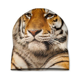 Шапка 3D с принтом Тигр в Тюмени, 100% полиэстер | универсальный размер, печать по всей поверхности изделия | Тематика изображения на принте: амурский | животные | киса | кот | котенок | кошка | пума | рысь | серый | тигр | хищник