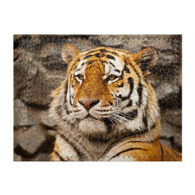 Обложка для студенческого билета с принтом Тигр в Тюмени, натуральная кожа | Размер: 11*8 см; Печать на всей внешней стороне | Тематика изображения на принте: амурский | животные | киса | кот | котенок | кошка | пума | рысь | серый | тигр | хищник