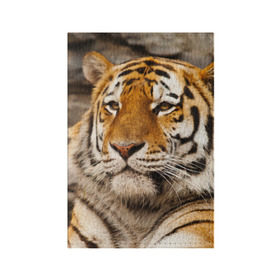 Обложка для паспорта матовая кожа с принтом Тигр в Тюмени, натуральная матовая кожа | размер 19,3 х 13,7 см; прозрачные пластиковые крепления | Тематика изображения на принте: амурский | животные | киса | кот | котенок | кошка | пума | рысь | серый | тигр | хищник