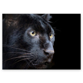 Поздравительная открытка с принтом Черная пантера в Тюмени, 100% бумага | плотность бумаги 280 г/м2, матовая, на обратной стороне линовка и место для марки
 | Тематика изображения на принте: животные | кис | киска | кот | котенок | котик | кошечка | кошка | пантера | рысь | тигр | хищник