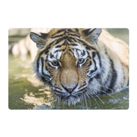 Магнитный плакат 3Х2 с принтом Тигр в Тюмени, Полимерный материал с магнитным слоем | 6 деталей размером 9*9 см | животные | кошка | лев | тигр | тигренок | тигрица | хищник