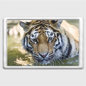 Магнит 45*70 с принтом Тигр в Тюмени, Пластик | Размер: 78*52 мм; Размер печати: 70*45 | Тематика изображения на принте: животные | кошка | лев | тигр | тигренок | тигрица | хищник