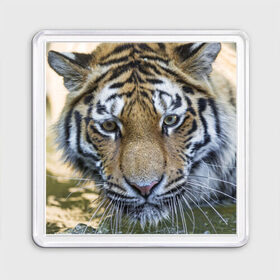 Магнит 55*55 с принтом Тигр в Тюмени, Пластик | Размер: 65*65 мм; Размер печати: 55*55 мм | Тематика изображения на принте: животные | кошка | лев | тигр | тигренок | тигрица | хищник