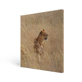 Холст квадратный с принтом Львица в траве в Тюмени, 100% ПВХ |  | Тематика изображения на принте: амурский | животные | киса | кот | котенок | кошка | лев | львица | пума | рысь | серый | тигр | хищник