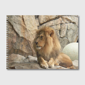 Альбом для рисования с принтом Лев в Тюмени, 100% бумага
 | матовая бумага, плотность 200 мг. | амурский | животные | киса | кот | котенок | кошка | лев | львица | пума | рысь | серый | тигр | хищник