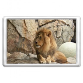 Магнит 45*70 с принтом Лев в Тюмени, Пластик | Размер: 78*52 мм; Размер печати: 70*45 | амурский | животные | киса | кот | котенок | кошка | лев | львица | пума | рысь | серый | тигр | хищник