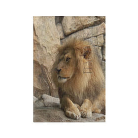 Обложка для паспорта матовая кожа с принтом Лев в Тюмени, натуральная матовая кожа | размер 19,3 х 13,7 см; прозрачные пластиковые крепления | амурский | животные | киса | кот | котенок | кошка | лев | львица | пума | рысь | серый | тигр | хищник