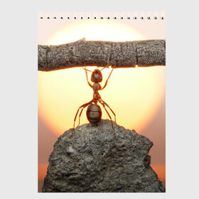 Скетчбук с принтом Муравей в Тюмени, 100% бумага
 | 48 листов, плотность листов — 100 г/м2, плотность картонной обложки — 250 г/м2. Листы скреплены сверху удобной пружинной спиралью | ветка | жук | закат | камень | муравей | насекомые | природа