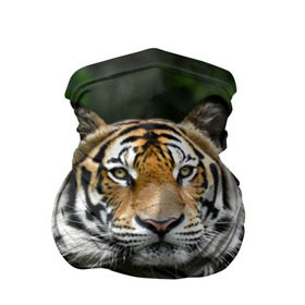 Бандана-труба 3D с принтом Тигр в джунглях в Тюмени, 100% полиэстер, ткань с особыми свойствами — Activecool | плотность 150‒180 г/м2; хорошо тянется, но сохраняет форму | амурский | животные | зверь | киса | кот | котенок | кошка | тигр | хищник