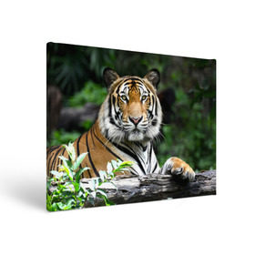 Холст прямоугольный с принтом Тигр в джунглях в Тюмени, 100% ПВХ |  | амурский | животные | зверь | киса | кот | котенок | кошка | тигр | хищник