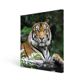 Холст квадратный с принтом Тигр в джунглях в Тюмени, 100% ПВХ |  | амурский | животные | зверь | киса | кот | котенок | кошка | тигр | хищник