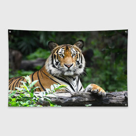 Флаг-баннер с принтом Тигр в джунглях в Тюмени, 100% полиэстер | размер 67 х 109 см, плотность ткани — 95 г/м2; по краям флага есть четыре люверса для крепления | амурский | животные | зверь | киса | кот | котенок | кошка | тигр | хищник