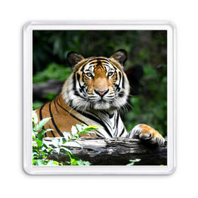 Магнит 55*55 с принтом Тигр в джунглях в Тюмени, Пластик | Размер: 65*65 мм; Размер печати: 55*55 мм | амурский | животные | зверь | киса | кот | котенок | кошка | тигр | хищник