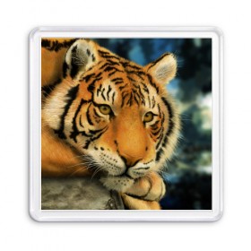 Магнит 55*55 с принтом Тигр в Тюмени, Пластик | Размер: 65*65 мм; Размер печати: 55*55 мм | 