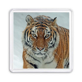 Магнит 55*55 с принтом Тигр в Тюмени, Пластик | Размер: 65*65 мм; Размер печати: 55*55 мм | Тематика изображения на принте: амурский | животные | зверь | киса | кот | котенок | кошка | тигр | хищник