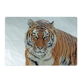 Магнитный плакат 3Х2 с принтом Тигр в Тюмени, Полимерный материал с магнитным слоем | 6 деталей размером 9*9 см | амурский | животные | зверь | киса | кот | котенок | кошка | тигр | хищник