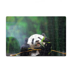 Пазл магнитный 126 элементов с принтом Панда на ветке в Тюмени, полимерный материал с магнитным слоем | 126 деталей, размер изделия —  180*270 мм | Тематика изображения на принте: животные | лес | медведь | медвежонок | панда | природа