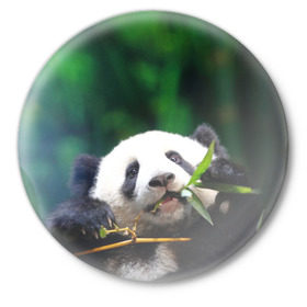 Значок с принтом Панда на ветке в Тюмени,  металл | круглая форма, металлическая застежка в виде булавки | Тематика изображения на принте: животные | лес | медведь | медвежонок | панда | природа