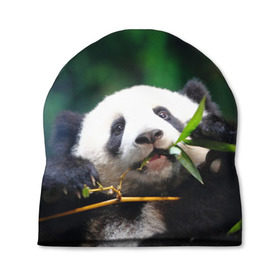 Шапка 3D с принтом Панда на ветке в Тюмени, 100% полиэстер | универсальный размер, печать по всей поверхности изделия | животные | лес | медведь | медвежонок | панда | природа