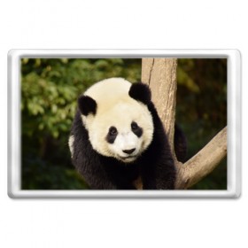 Магнит 45*70 с принтом Панда на дереве в Тюмени, Пластик | Размер: 78*52 мм; Размер печати: 70*45 | животные | лес | медведь | медвежонок | панда | природа