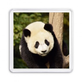 Магнит 55*55 с принтом Панда на дереве в Тюмени, Пластик | Размер: 65*65 мм; Размер печати: 55*55 мм | животные | лес | медведь | медвежонок | панда | природа