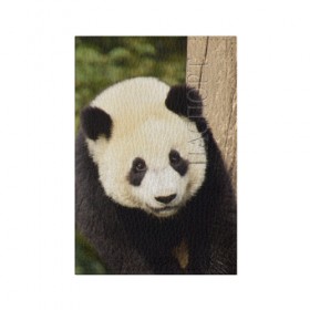 Обложка для паспорта матовая кожа с принтом Панда на дереве в Тюмени, натуральная матовая кожа | размер 19,3 х 13,7 см; прозрачные пластиковые крепления | Тематика изображения на принте: животные | лес | медведь | медвежонок | панда | природа