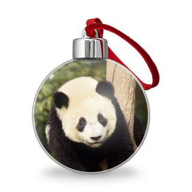 Ёлочный шар с принтом Панда на дереве в Тюмени, Пластик | Диаметр: 77 мм | животные | лес | медведь | медвежонок | панда | природа