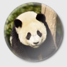 Значок с принтом Панда на дереве в Тюмени,  металл | круглая форма, металлическая застежка в виде булавки | животные | лес | медведь | медвежонок | панда | природа