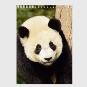 Скетчбук с принтом Панда на дереве в Тюмени, 100% бумага
 | 48 листов, плотность листов — 100 г/м2, плотность картонной обложки — 250 г/м2. Листы скреплены сверху удобной пружинной спиралью | животные | лес | медведь | медвежонок | панда | природа