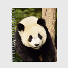 Тетрадь с принтом Панда на дереве в Тюмени, 100% бумага | 48 листов, плотность листов — 60 г/м2, плотность картонной обложки — 250 г/м2. Листы скреплены сбоку удобной пружинной спиралью. Уголки страниц и обложки скругленные. Цвет линий — светло-серый
 | животные | лес | медведь | медвежонок | панда | природа