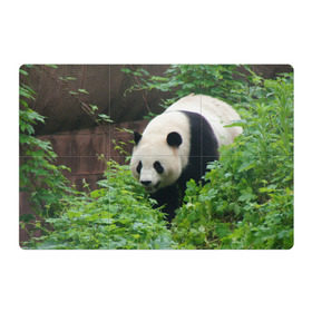 Магнитный плакат 3Х2 с принтом Панда в лесу в Тюмени, Полимерный материал с магнитным слоем | 6 деталей размером 9*9 см | животные | лес | медведь | медвежонок | панда | природа