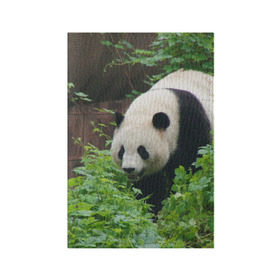 Обложка для паспорта матовая кожа с принтом Панда в лесу в Тюмени, натуральная матовая кожа | размер 19,3 х 13,7 см; прозрачные пластиковые крепления | Тематика изображения на принте: животные | лес | медведь | медвежонок | панда | природа