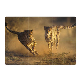 Магнитный плакат 3Х2 с принтом Гепард в Тюмени, Полимерный материал с магнитным слоем | 6 деталей размером 9*9 см | Тематика изображения на принте: амурский | гепард | животные | зверь | киса | кот | котенок | кошка | лев | леопард | пума | рысь | серый | тигр | тигренок | хищник