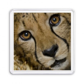 Магнит 55*55 с принтом Гепард в Тюмени, Пластик | Размер: 65*65 мм; Размер печати: 55*55 мм | Тематика изображения на принте: амурский | гепард | животные | зверь | киса | кот | котенок | кошка | лев | леопард | пума | рысь | серый | тигр | тигренок | хищник
