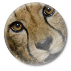 Значок с принтом Гепард в Тюмени,  металл | круглая форма, металлическая застежка в виде булавки | Тематика изображения на принте: амурский | гепард | животные | зверь | киса | кот | котенок | кошка | лев | леопард | пума | рысь | серый | тигр | тигренок | хищник