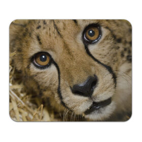 Коврик прямоугольный с принтом Гепард в Тюмени, натуральный каучук | размер 230 х 185 мм; запечатка лицевой стороны | Тематика изображения на принте: амурский | гепард | животные | зверь | киса | кот | котенок | кошка | лев | леопард | пума | рысь | серый | тигр | тигренок | хищник