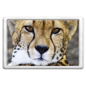 Магнит 45*70 с принтом Гепард в Тюмени, Пластик | Размер: 78*52 мм; Размер печати: 70*45 | Тематика изображения на принте: амурский | гепард | животные | зверь | киса | кот | котенок | кошка | лев | леопард | пума | рысь | серый | тигр | тигренок | хищник