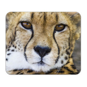 Коврик прямоугольный с принтом Гепард в Тюмени, натуральный каучук | размер 230 х 185 мм; запечатка лицевой стороны | амурский | гепард | животные | зверь | киса | кот | котенок | кошка | лев | леопард | пума | рысь | серый | тигр | тигренок | хищник