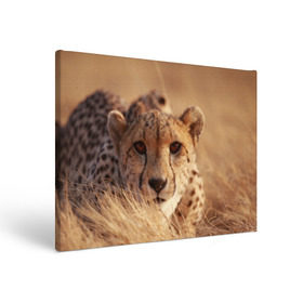 Холст прямоугольный с принтом Гепард в Тюмени, 100% ПВХ |  | Тематика изображения на принте: амурский | гепард | животные | зверь | киса | кот | котенок | кошка | лев | леопард | пума | рысь | серый | тигр | тигренок | хищник