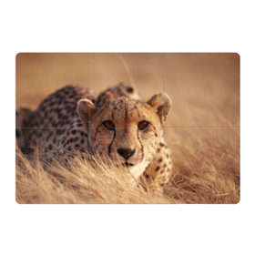 Магнитный плакат 3Х2 с принтом Гепард в Тюмени, Полимерный материал с магнитным слоем | 6 деталей размером 9*9 см | амурский | гепард | животные | зверь | киса | кот | котенок | кошка | лев | леопард | пума | рысь | серый | тигр | тигренок | хищник