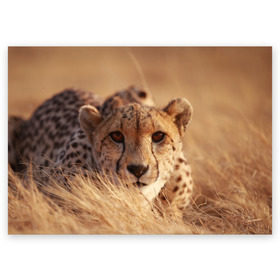 Поздравительная открытка с принтом Гепард в Тюмени, 100% бумага | плотность бумаги 280 г/м2, матовая, на обратной стороне линовка и место для марки
 | Тематика изображения на принте: амурский | гепард | животные | зверь | киса | кот | котенок | кошка | лев | леопард | пума | рысь | серый | тигр | тигренок | хищник