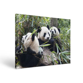 Холст прямоугольный с принтом Семейка панд в Тюмени, 100% ПВХ |  | Тематика изображения на принте: бамбук | животное | зверь | косолапый | лес | медведи | медведь | миша | мишка | мишутка | млекопитающее | панда | природа | трое